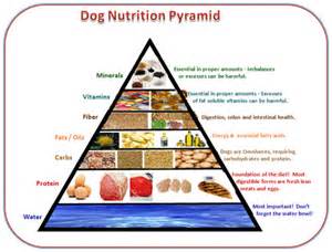 balanced diet for dogs