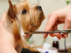 Cutting Dogs Hair