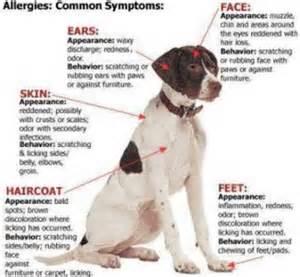 Common Dog Allergies 