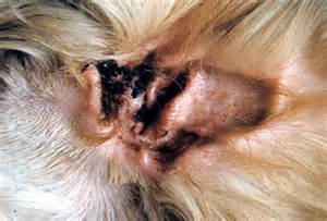 Dog Ear Mites