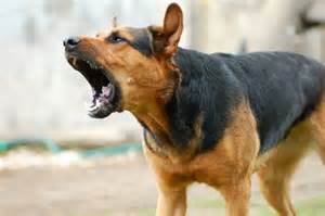 Picture of a Dog Barking