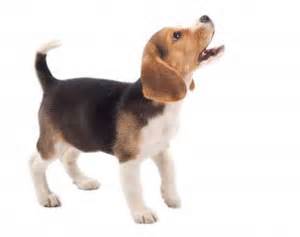 Puppy Barking