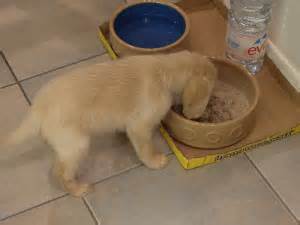 Puppy Eating Food