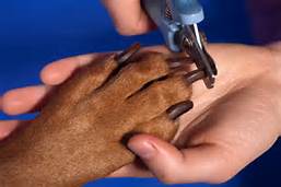 Trimming Dogs Nails With Clipper