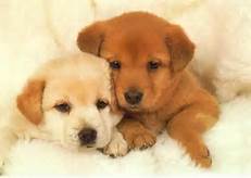 Two Puppies Together