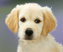 Golden Retriver Puppy Picture