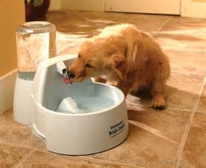 Drinkwell Big Dog Fountain Dog Drinking Water