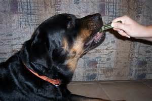 Greenies Dental Treat Given To A Dog