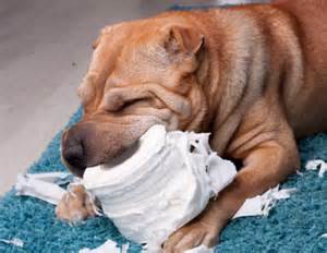 Destructive Dog Chewing Behavior