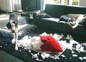 Dog Chewing Up Couch