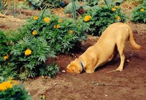 Dog Digging In Flower Garden