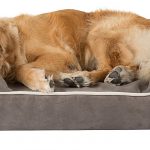 Friends Forever Large Memory Foam Dog Bed