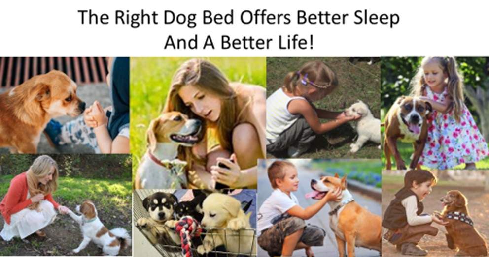 Dog Luxury Beds Dogs The Right Dog Bed Offers Better Sleep And A Better Life