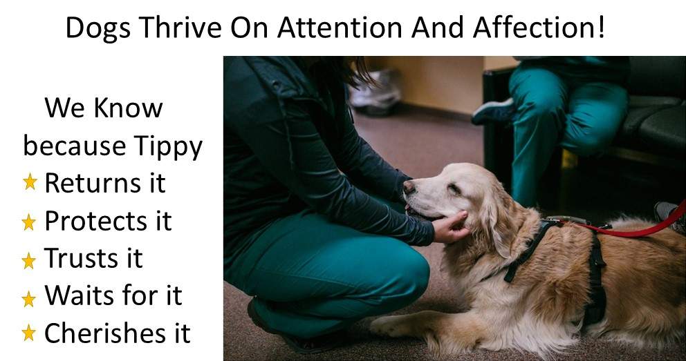 Dog Luxury Beds Dogs Thrive on Affection and love attention 