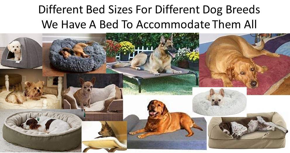 Dog Luxury Beds Have Different Bed Sizes For Different Dog Breeds; Therefore They Need Different Types Of Beds