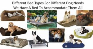 Dog Luxury Beds Dogs We have a Different Dog Bed Types For Different Dog Needs