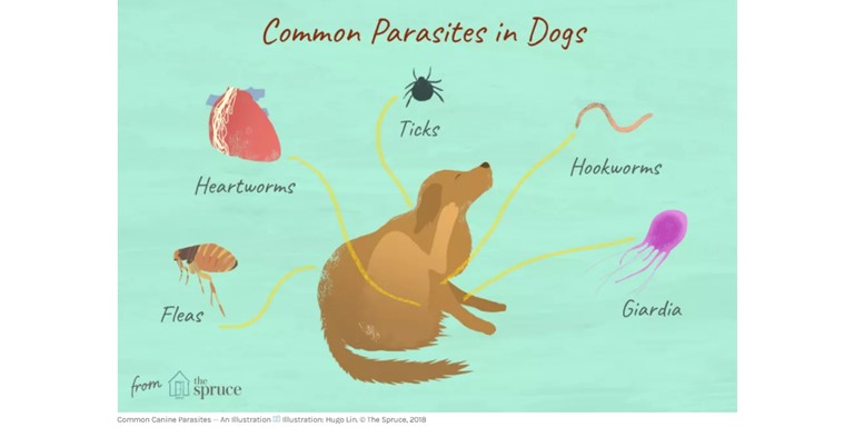 Common Parasites In Dogs Header