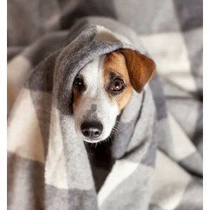 Dog In A Blanket