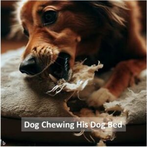 Dog Chewing His Dog Bed