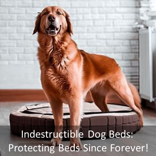 Most-Indestructible-dog-beds-for-chewers-Indestructible-dog-beds-min