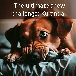 Most-Indestructible-dog-beds-for-chewers-The Chew-Challenge-Kuranda-dog-beds