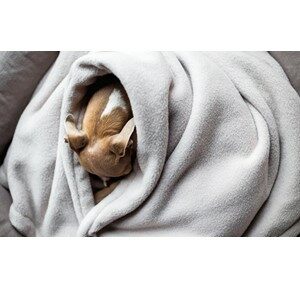 Dog Cuddling In A Blanket