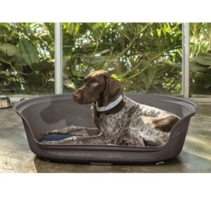 Dog Resting On A Plastic Dog Bed