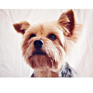 Picture of A Yorkshire Terrier