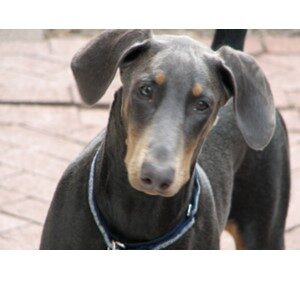 Picture of Doberman Pinscher