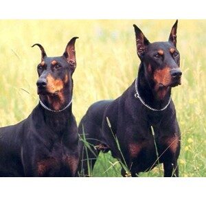 Picture of Doberman Pinschers