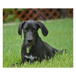 Picture of A Great Dane