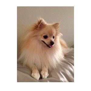 Picture of A Pomeranian
