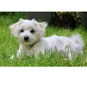 Picture of A Maltese