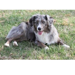 Picture of A Miniature American Shepherd