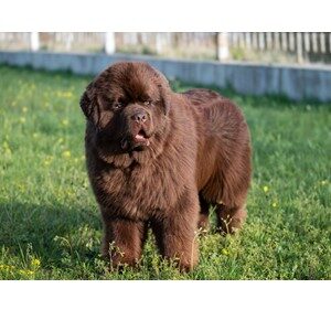 Picture of A Newfoundland Dog