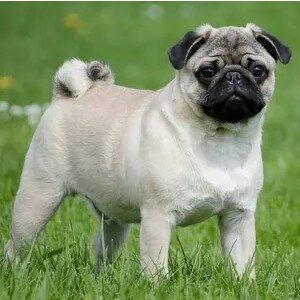 Picture of A Pug
