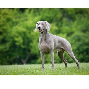 Picture of A Weimaraner