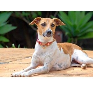 Picture of A Whippet Dog