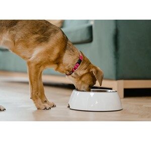 Dog Eating His Food Out of His Bowl