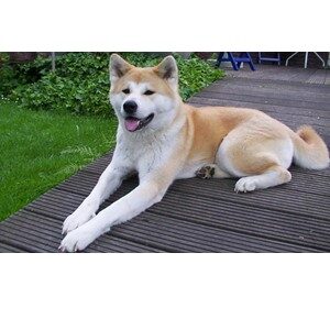 Picture of An Akita Dog Sitting