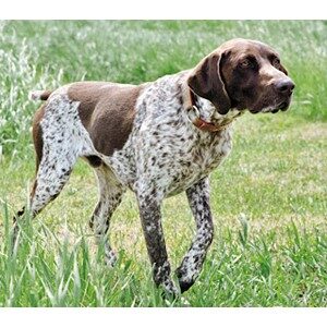 Picture of A German Wirehaired Pointer