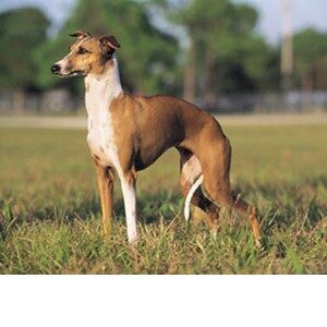 Picture of A Italian Greyhound