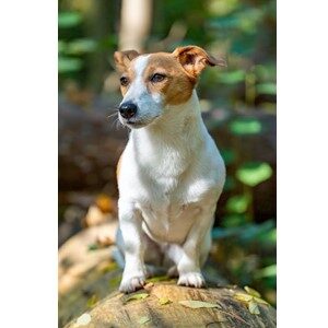 Picture of A Russell Terrier