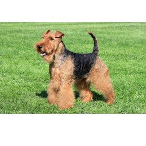 Picture of An Airedale Terrier