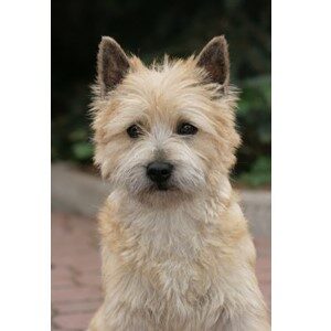 Picture of A Cairn Terrier