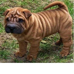 Picture of A Chinese Shar Pei