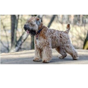 Picture of A Soft Coated Wheaten Terrier
