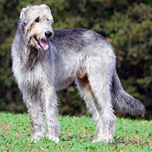 Picture of An Irish Wolfhound
