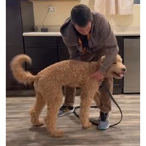 Correcting Dog Jumping Behavior