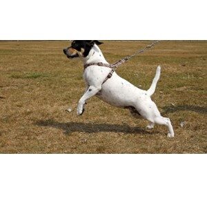 Dog Pulling On Leash
